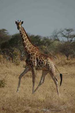 giraffa