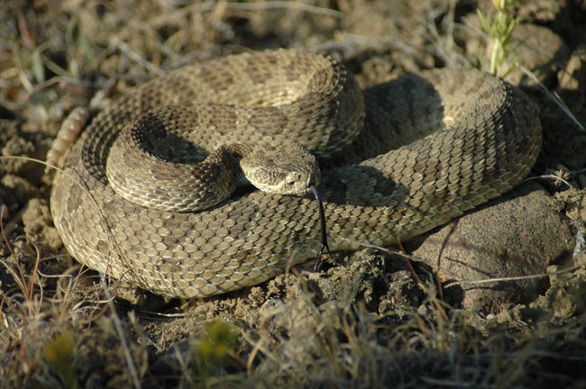 Rattle Snake