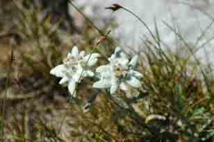 Fiori