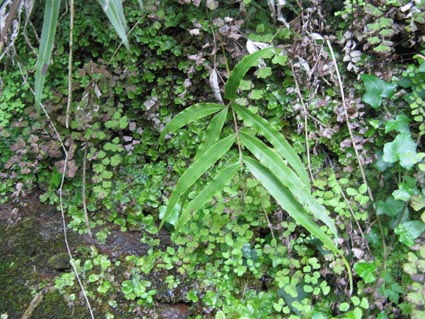 pteris cretica