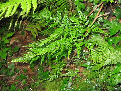 asplenium adiantum-nigrum