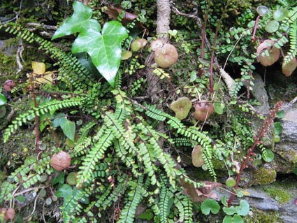 asplenium trichomanes