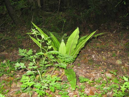 blechnum discolor