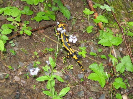 salamandra