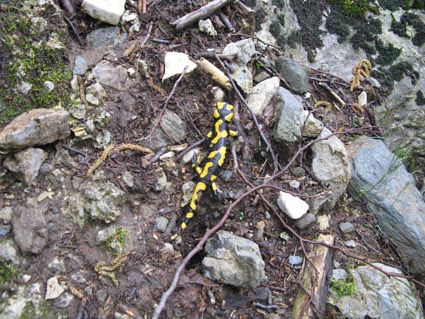 salamandra