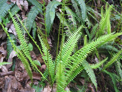 blechnum discolor