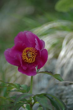 peonia