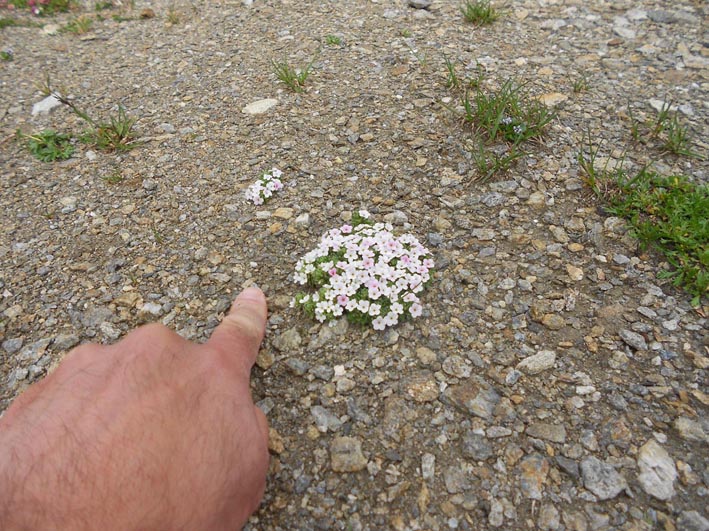 fiori alpini